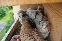 /album/a14-6-2013/krmeni-vecer-jpg/